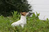 JACK RUSSEL 199